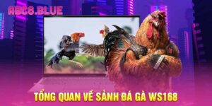 Tổng quan về sảnh đá gà WS168