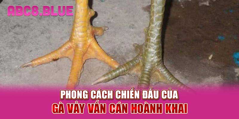 Phong cách chiến đấu của gà vảy vấn cán hoành khai